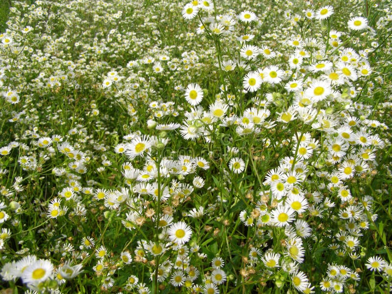 Sommaräng med de vita blommorna royaltyfri fotografi Sommaräng med de vita blommorna royaltyfri fotografi