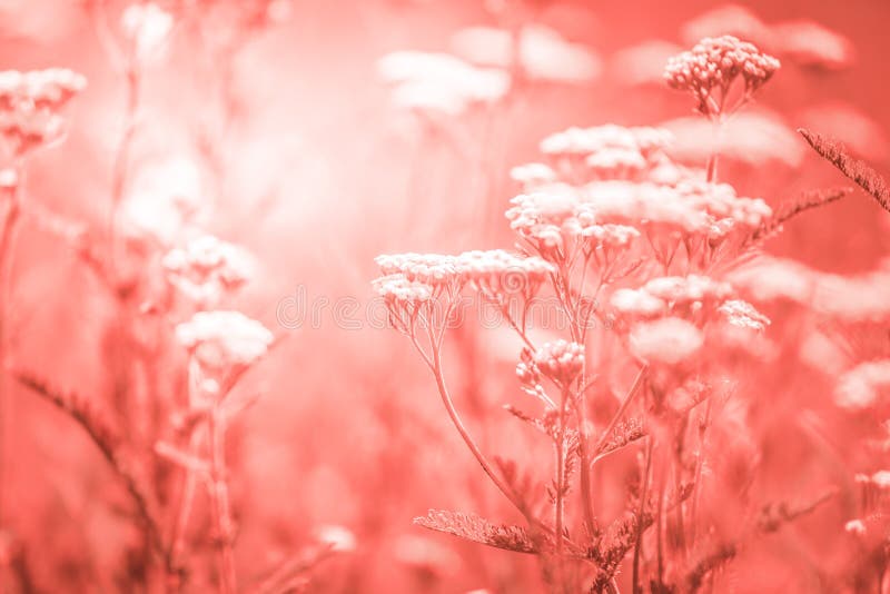 Sommaräng med vita blommor av yarrow royaltyfri fotografi Sommaräng med vita blommor av yarrow royaltyfri fotografi
