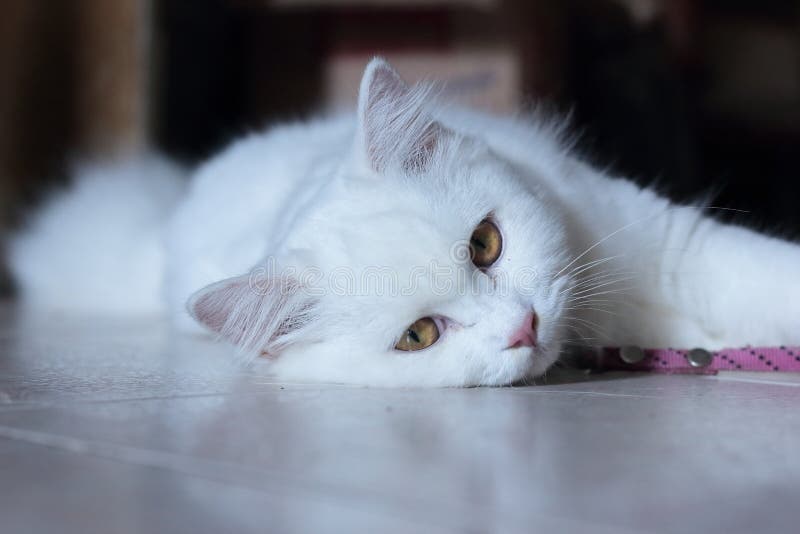 Chat Trop Mignon Photo Stock Image Du Mignon Chat