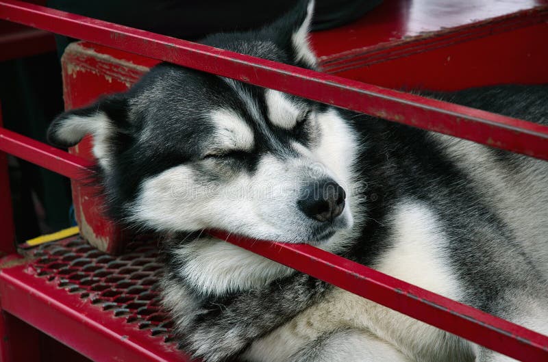 Sommeil d'Alaska de chien de traîneau photographie stock libre de droits