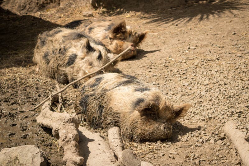 Sommeil de porcs de Kunekune Nouvelle-Zélande images stock Sommeil de porcs de Kunekune Nouvelle-Zélande images stock