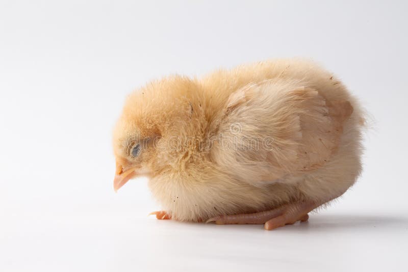 Sommeil de poussin de bébé de Buff Orpington images stock Sommeil de poussin de bébé de Buff Orpington images stock