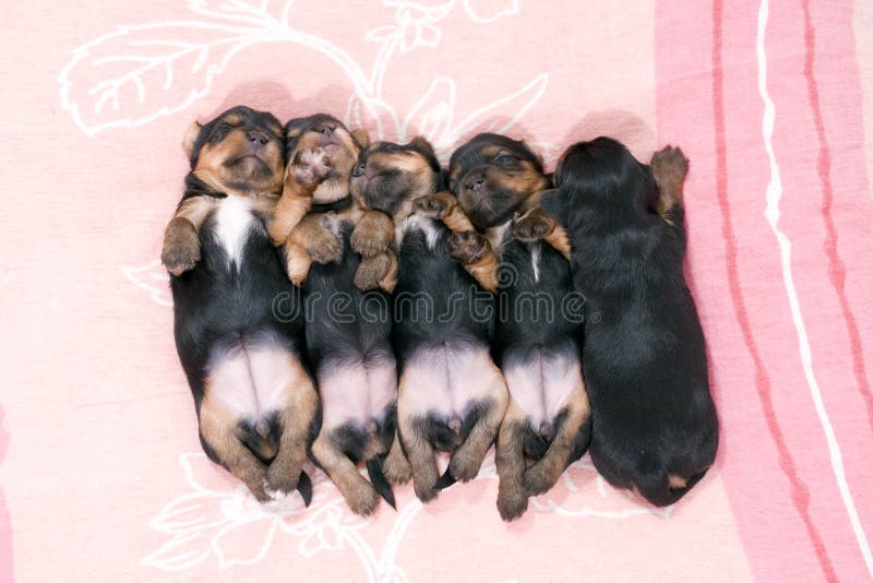 Five black puppies sleeping on pink mattress. Five black puppies sleeping on pink mattress.