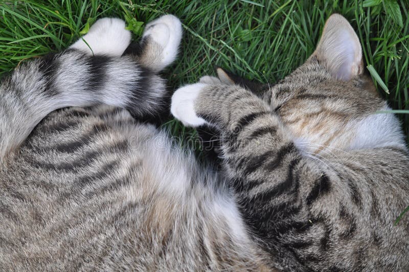 Sommeils de chat tigré image stock Sommeils de chat tigré image stock
