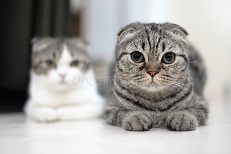 Sommeils mignons de chat, pli d'écossais photo stock Sommeils mignons de chat, pli d'écossais photo stock