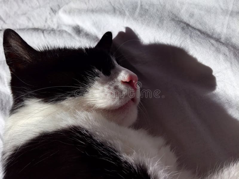 Sommeils noirs et blancs de chat baignés au soleil images stock Sommeils noirs et blancs de chat baignés au soleil images stock
