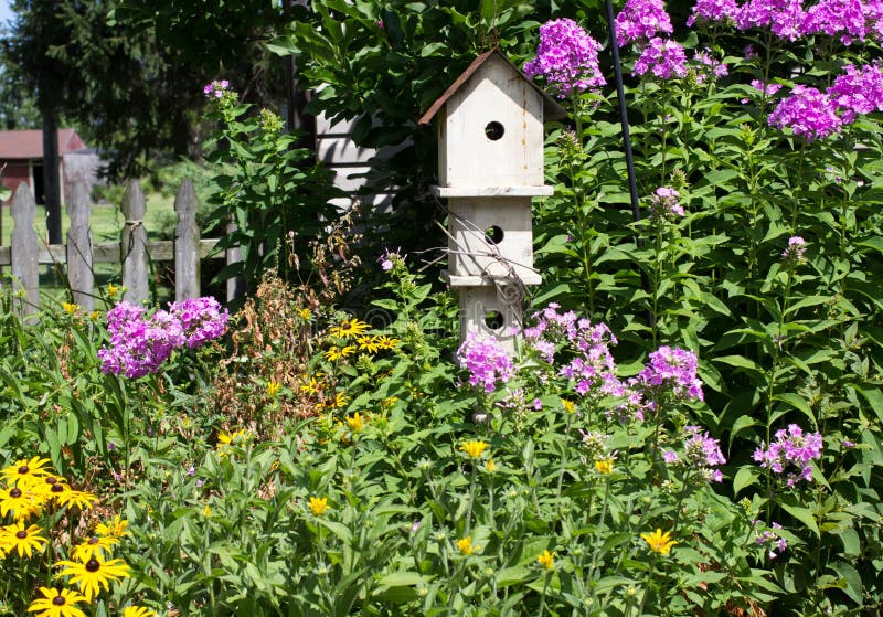 Sommer-Blumen-Garten-Hintergrund mit purpurroter Flammenblume lizenzfreies stockfoto Sommer-Blumen-Garten-Hintergrund mit purpurroter Flammenblume lizenzfreies stockfoto