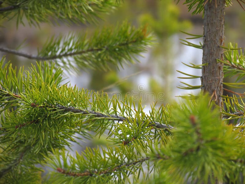 Cedar forest. Branch of the cedar. Landscape nature. Cedar forest. Branch of the cedar. Landscape nature.