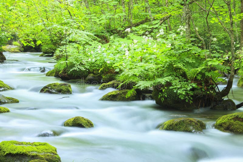 Summer of Oirase Stream, Aomori, Japan. Summer of Oirase Stream, Aomori, Japan