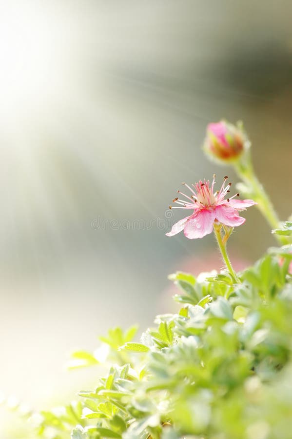 Sommerblume lizenzfreie stockfotografie Sommerblume lizenzfreie stockfotografie