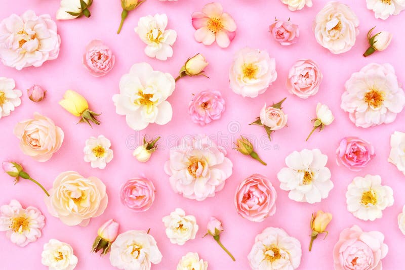 Sommerblühende zarte Rosenblüten feierlicher Hintergrund lizenzfreies stockfoto