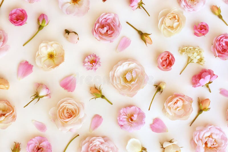 Sommerblühende zarte Rosenblüten feierlicher Hintergrund stockfotos