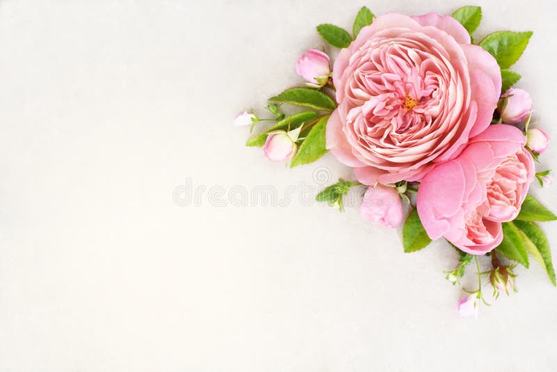 Sommerblühende zarte Rosenblüten feierlicher Hintergrund lizenzfreie stockbilder