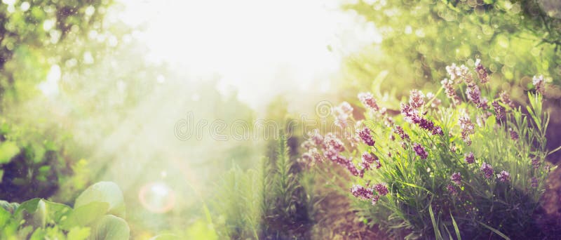 Sommergartenhintergrund mit Lavendel und Sun strahlt, Fahne für Website aus