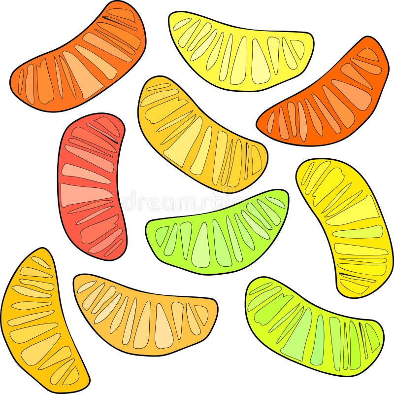 Sommerherbstnachtischorange, -mandarine und -l des bunten hellen netten köstlichen geschmackvollen leckeren reifen saftigen reize stock abbildung Sommerherbstnachtischorange, -mandarine und -l des bunten hellen netten köstlichen geschmackvollen leckeren reifen saftigen reize stock abbildung