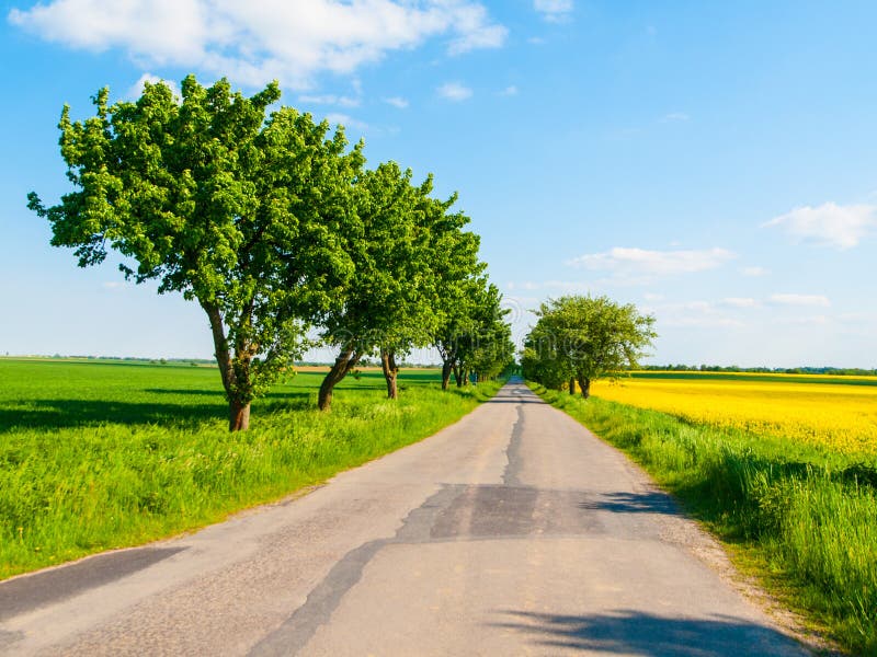 Sommerlandschaft mit Asphaltstraße, grünen Bäumen, gelbem Rapsfeld und blauem Himmel Tschechische Landschaft stockfotos Sommerlandschaft mit Asphaltstraße, grünen Bäumen, gelbem Rapsfeld und blauem Himmel Tschechische Landschaft stockfotos
