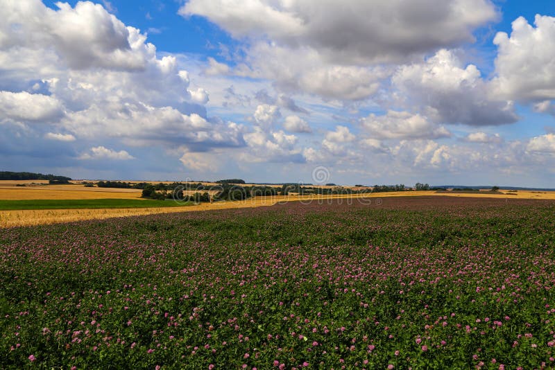 Sommerlandschaft mit einem Feld des Blühens des rosa Klees stockfotos Sommerlandschaft mit einem Feld des Blühens des rosa Klees stockfotos