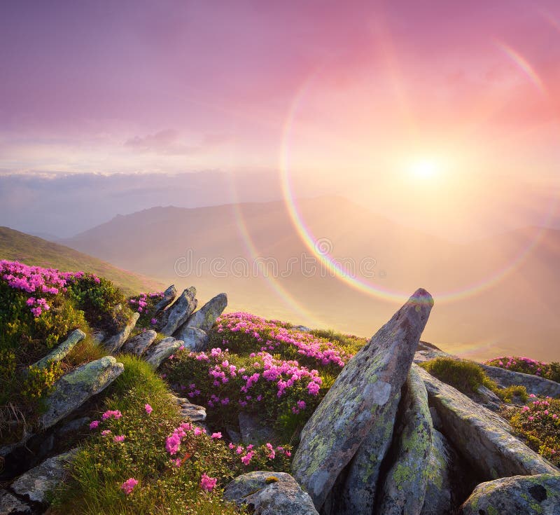 Mountain landscape. Pink flowers in the meadow and beautiful stones. Wonderful sunrise with fog and rainbow. Blooming rhododendron. Art processing of photos. Color toning, collage. Mountain landscape. Pink flowers in the meadow and beautiful stones. Wonderful sunrise with fog and rainbow. Blooming rhododendron. Art processing of photos. Color toning, collage