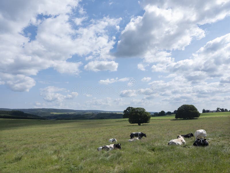 Sommerlandschaft mit Kühen nahe La Roche auf den Belgier die Ardennen stockbild Sommerlandschaft mit Kühen nahe La Roche auf den Belgier die Ardennen stockbild