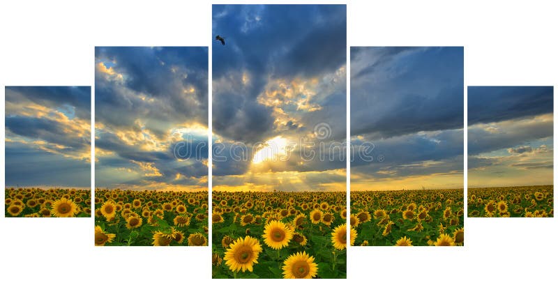 Sommerlandschaft: Schönheitssonnenuntergang über Sonnenblumen stockfotos Sommerlandschaft: Schönheitssonnenuntergang über Sonnenblumen stockfotos