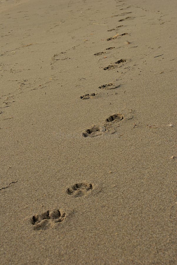 Sommermeer, Hundeabdrücke auf dem Strand früh morgens, VE lizenzfreie stockfotografie Sommermeer, Hundeabdrücke auf dem Strand früh morgens, VE lizenzfreie stockfotografie
