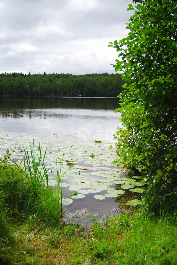 Sommersee. ein See umgeben von Wald. Torfsee. sumpfige Küste. große Wolken über dem Wasser. bewölkt lizenzfreies stockbild