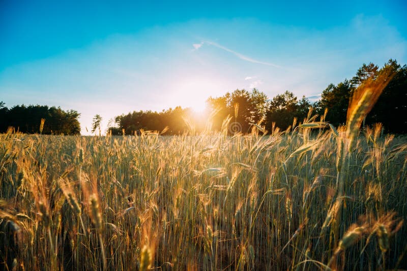 Sommersonne, die über landwirtschaftlicher Landschaft des grünen Weizenfeldes scheint lizenzfreies stockbild Sommersonne, die über landwirtschaftlicher Landschaft des grünen Weizenfeldes scheint lizenzfreies stockbild