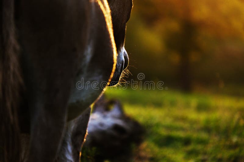 Sommersonnenuntergang mit Miniesel stockbild Sommersonnenuntergang mit Miniesel stockbild