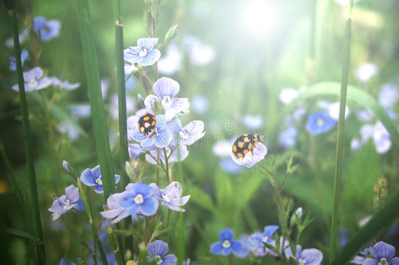 Sommerszene lizenzfreies stockfoto Sommerszene lizenzfreies stockfoto