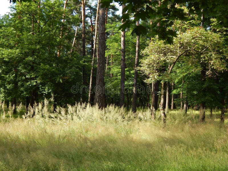 Sommertagesweg im Wald über dichtem hohem Gras stockfoto Sommertagesweg im Wald über dichtem hohem Gras stockfoto