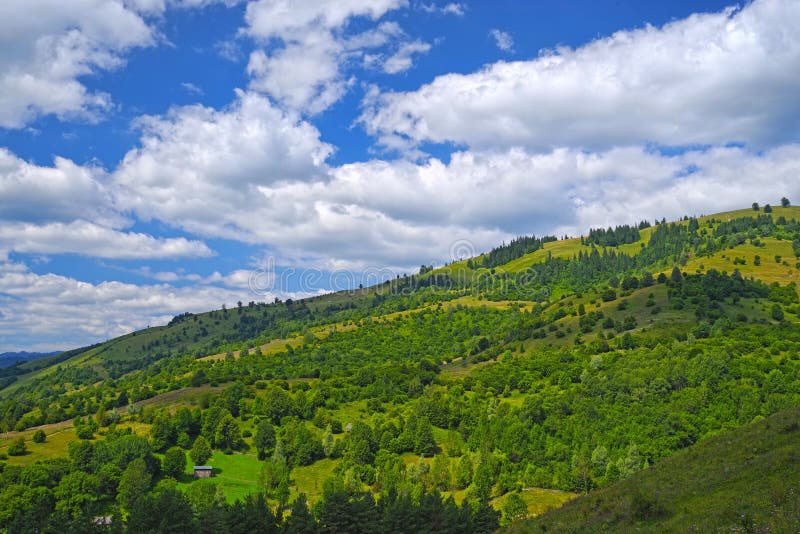 Sommerwaldlandschaft, -bäume und -weide lizenzfreie stockfotos Sommerwaldlandschaft, -bäume und -weide lizenzfreie stockfotos
