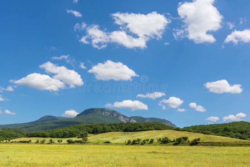 Sommerwiese lizenzfreies stockfoto Sommerwiese lizenzfreies stockfoto