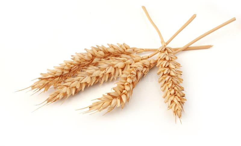 Sommige aartjes van tarwe stock afbeeldingen Sommige aartjes van tarwe stock afbeeldingen