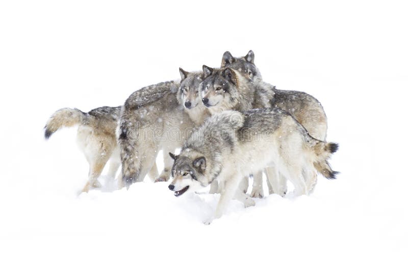Sommige houtwolven of grijze wolven canis lupus geïsoleerd op witte achtergrond hout - wolvenverpakking die in de vallende sneeuw stock foto's Sommige houtwolven of grijze wolven canis lupus geïsoleerd op witte achtergrond hout - wolvenverpakking die in de vallende sneeuw stock foto's