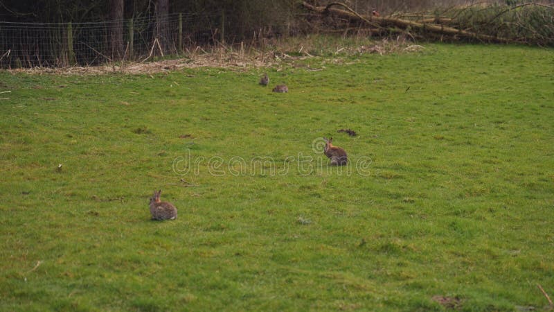 Sommige wilde konijnen in een open veld
