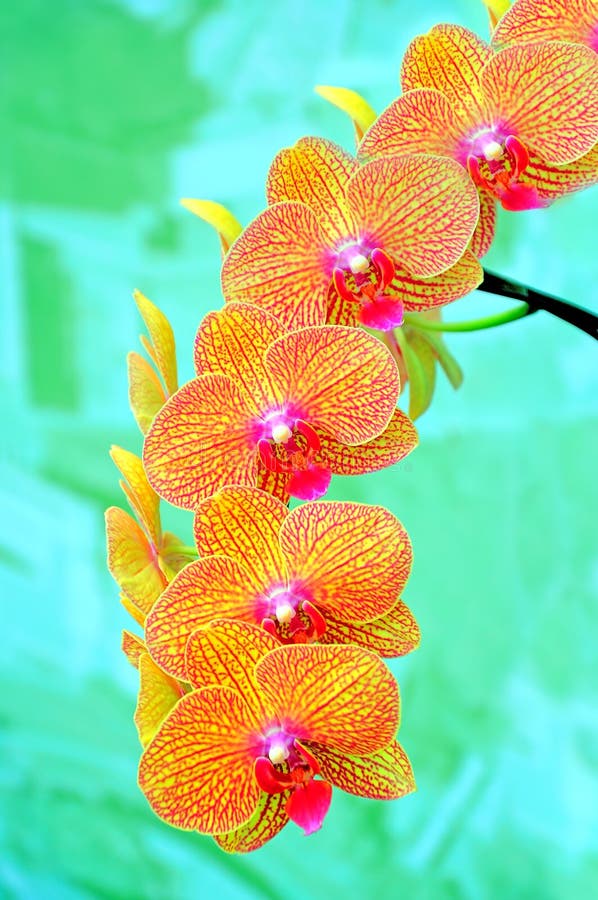 Sonata of orchids stock photos Sonata of orchids stock photos
