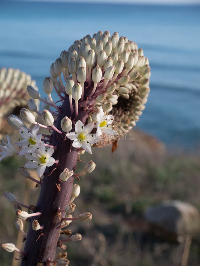 Sonderbare Mittelmeerblume lizenzfreie stockbilder Sonderbare Mittelmeerblume lizenzfreie stockbilder