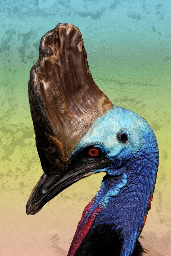 Sonderbarer Vogel - Cassowary Sonderbarer Vogel - Cassowary