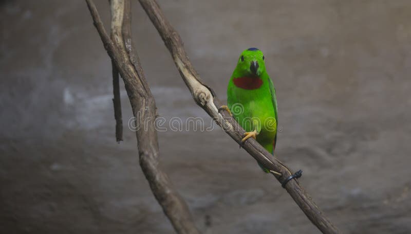 Sondern Sie Blau-gekröntes Lorikeet aus lizenzfreies stockfoto Sondern Sie Blau-gekröntes Lorikeet aus lizenzfreies stockfoto
