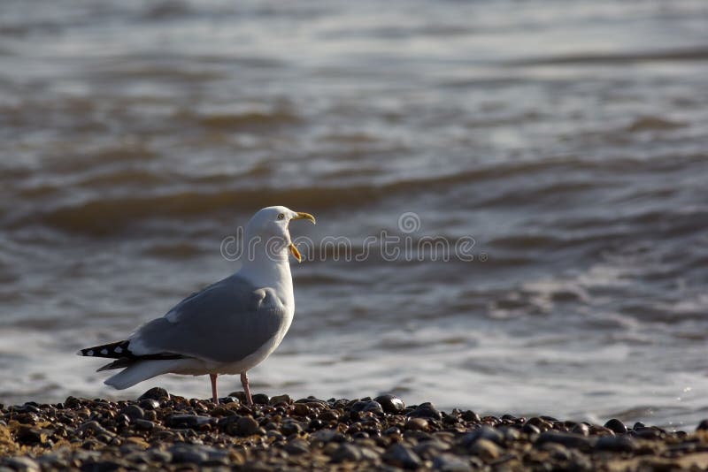 Song Bird. Funny animal meme of seagull screaming at the sea.