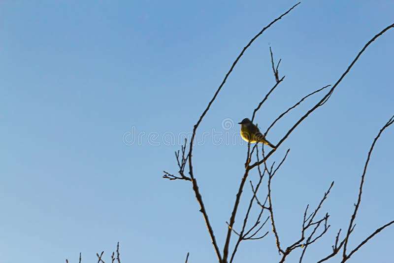 Song bird in silhouette perching on tree branch against blue sky royalty free stock image Song bird in silhouette perching on tree branch against blue sky royalty free stock image
