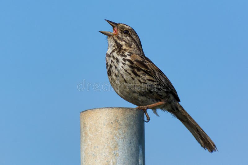Song Sparrow bird singing