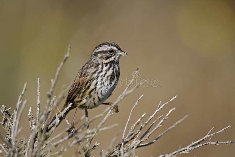 Song Sparrow (Melospiza melodia gouldii)