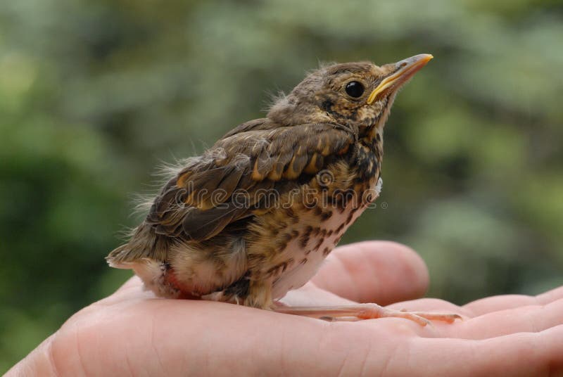 Song Thrush Bird (Turdus Philomelos) Stock Image - Image of background