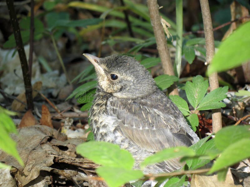 567 Baby Song Thrush Stock Photos - Free & Royalty-Free Stock Photos