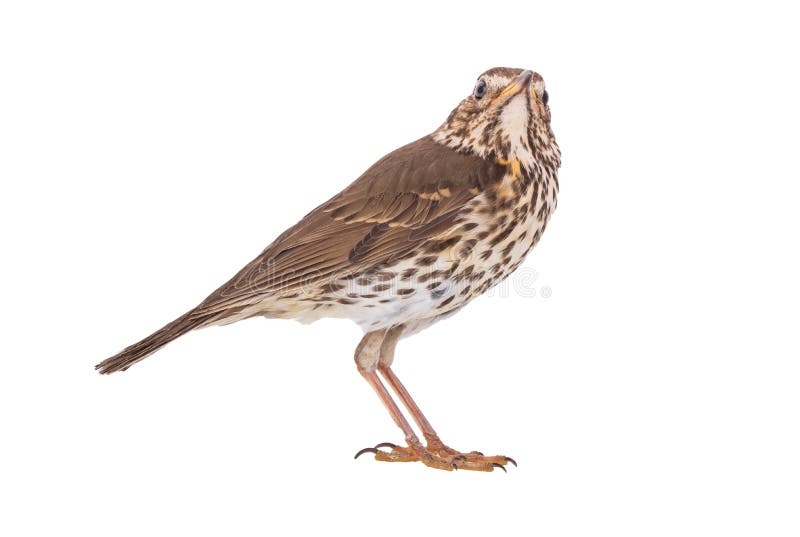 Song thrush stock image. Image of eyes, natural, small - 23542419