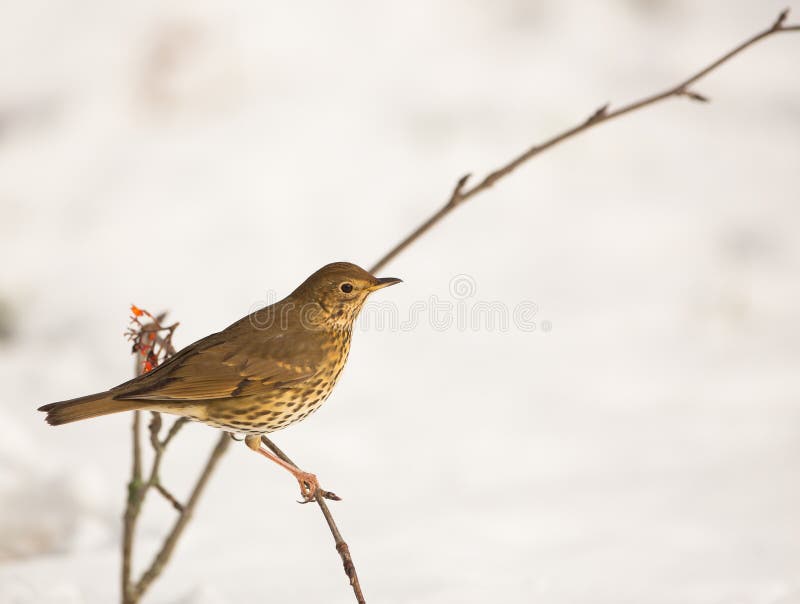 A Song Thrush (Turdus philomelos) perches on a branch in a winterly and snowed ambient. A Song Thrush (Turdus philomelos) perches on a branch in a winterly and snowed ambient.