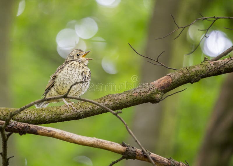 Male Birds Using Blue Color Stock Photos - Free & Royalty-Free Stock ...