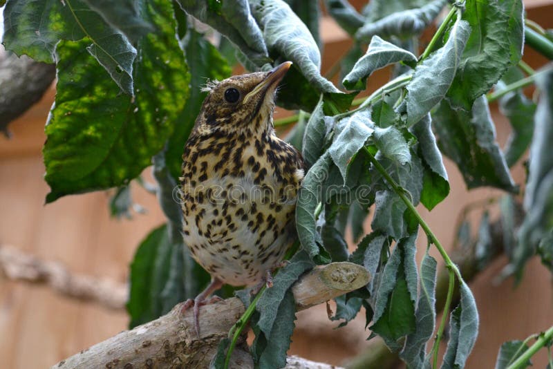 Song thrush stock photo. Image of throttle, sitting, fauna - 57576630