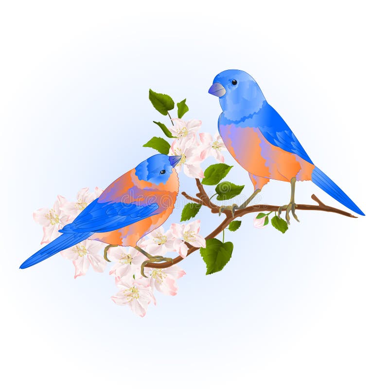 Songbirdons молочницы синих птиц малые на ветви яблони с иллюстрации вектора цветков рукой винтажной editable рисуют бесплатная иллюстрация Songbirdons молочницы синих птиц малые на ветви яблони с иллюстрации вектора цветков рукой винтажной editable рисуют бесплатная иллюстрация